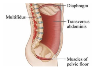 Neutral Pelvis - Bend Pilates